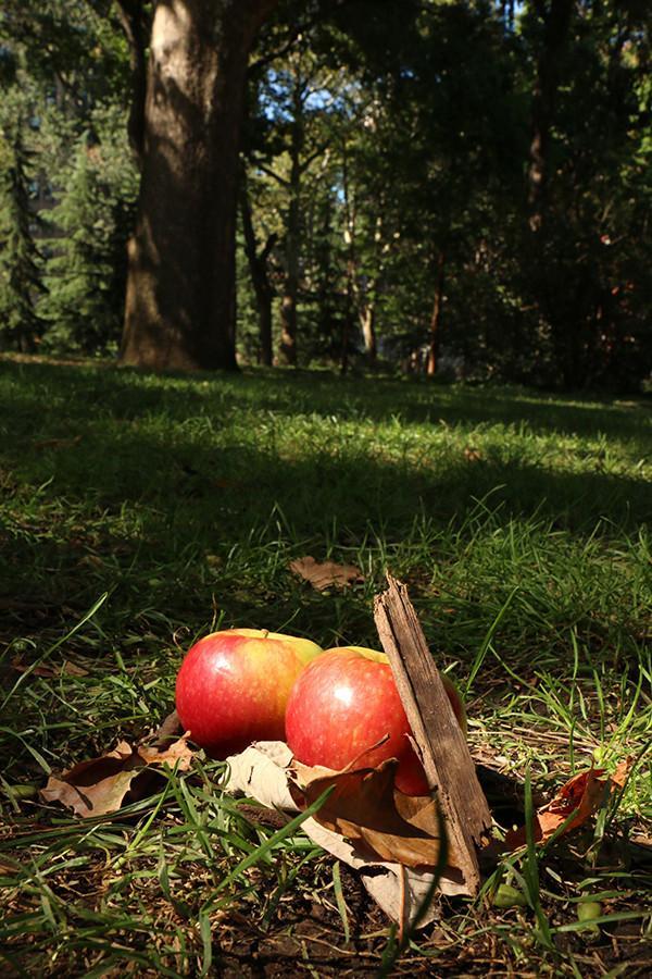 Apple Picking is a perfect fall weekend adventure