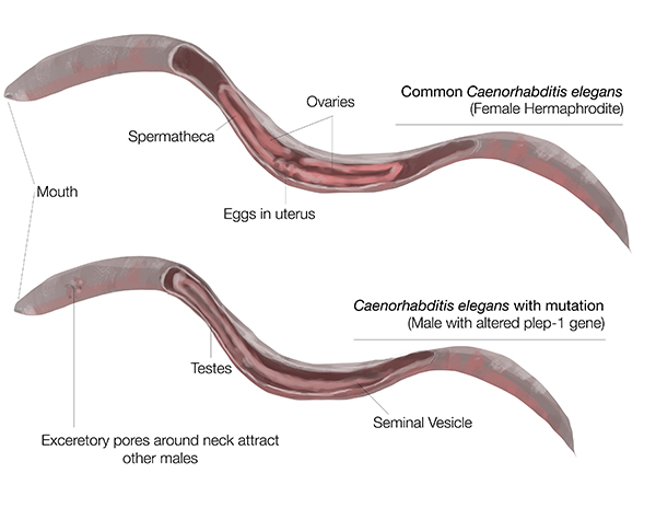 An NYU study has proved that due to a certain gene, male nematode worms are attracted to one another. 