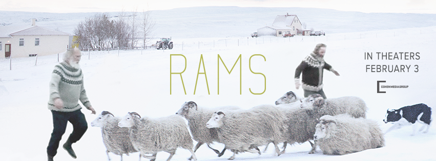 Rams is a new Icelandic film directed by Grímur Hákonarson which tells a captivating story between men and sheep.