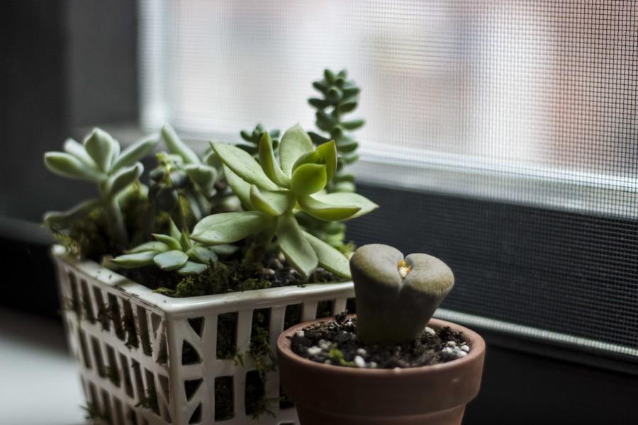 A variety of succulents are a lively addition to a dorm, and are easy to maintain.