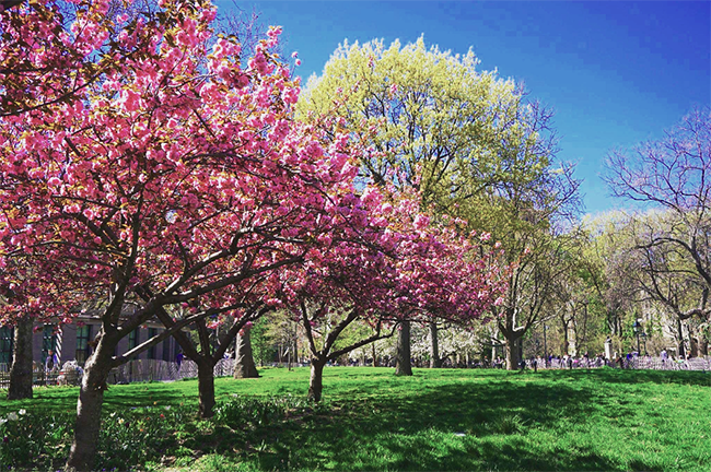 Because of the surrounding buildings, Washington Square Park feels like the center of NYU’s campus. 
