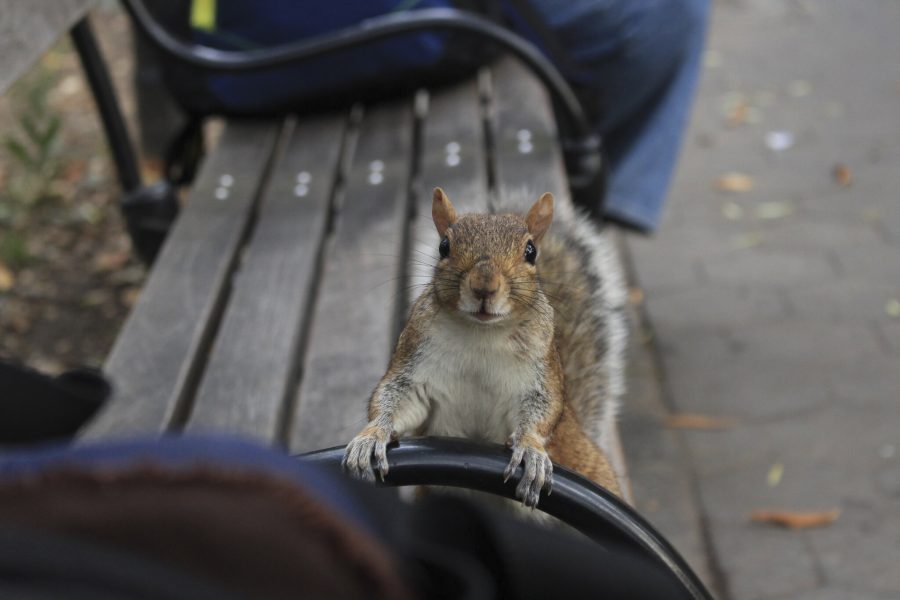 Squirrels are the little inhabitants of the Washington Square Park.  
