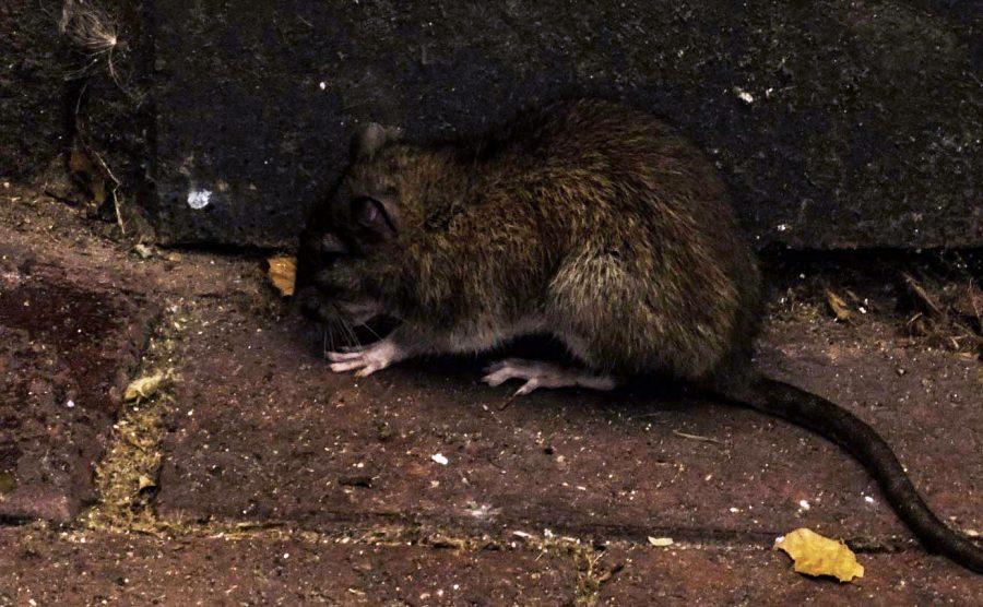 One of many New York City rats in action.