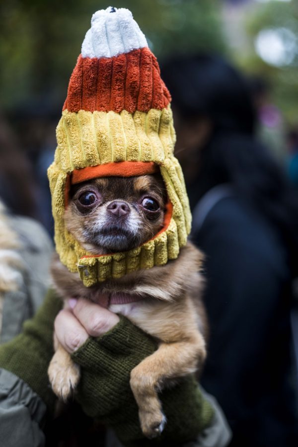 Exposure | 2016 Tompkins Square Halloween Dog Parade