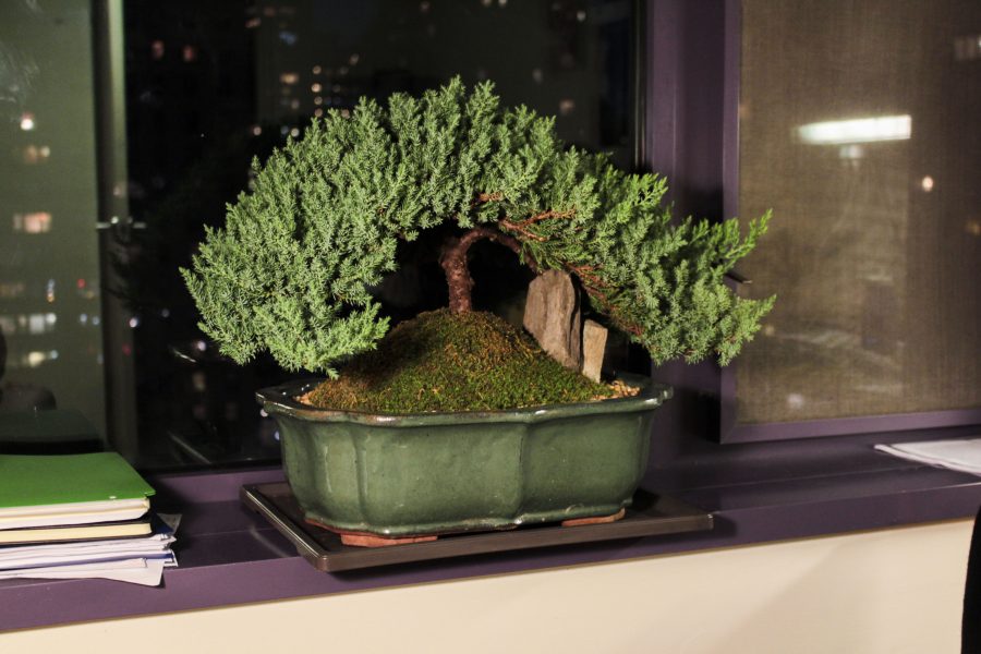 To+give+his+room+some+color%2C+sophomore+Augie+Briger+takes+great+care+of+his+Juniper+Bonsai+tree%2C+which+he+keeps+on+his+windowsill.+