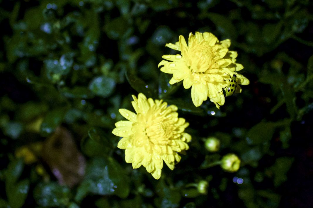 plants_ryan-quan