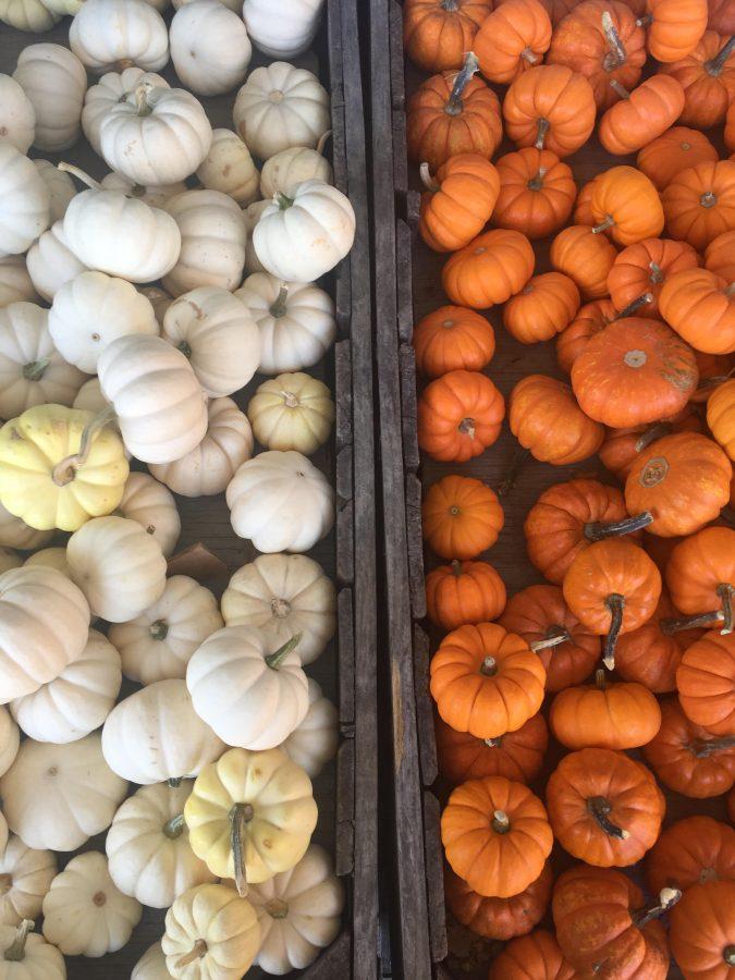 Pumpkins are known to be famous ingredients in dishes for the fall season.