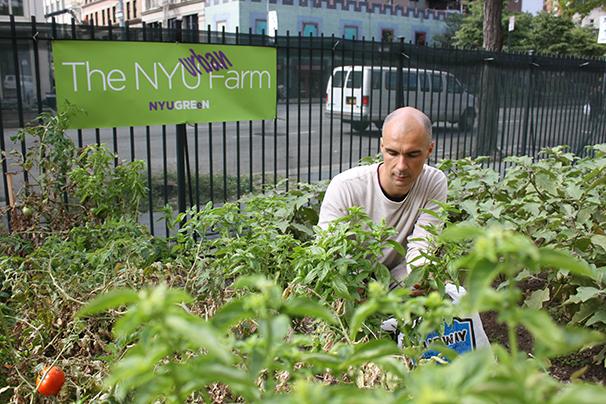 The “Food Computer,” invented by MIT agricultural researcher Caleb Harper, can progress urban farming by making it more sustainable. Amy Bentley, co-founder of the NYU Farm Lab and Professor of Food Studies at NYU Steinhardt, is thinking about using the “Food Computer” at the NYU Farm Lab.
