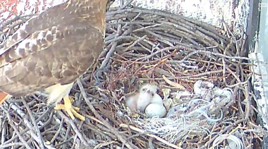 The+NYU+Hawk+Cam+shows+a+pair+of+red-tailed+hawks+overlooking+Washington+Square+Park+in+their+nest+on+Bobst+Library.+The+eggs+in+the+nest+have+recently+hatched.+
