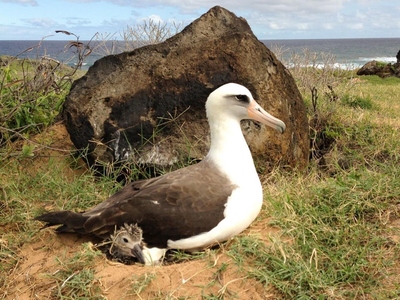 The Laysan albatross, a federally protected species, with its chick at the Kaena Point Natural Area Reserve in Hawaii. 