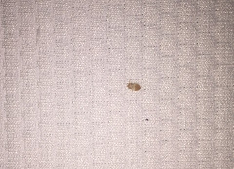 Bed Bugs Infest Gramercy Green - Washington Square News
