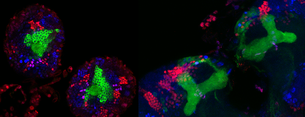 Researchers at the Desplan Lab have new understanding of glial cells in the brain and could be closer to developing a treatment for epilepsy. 
