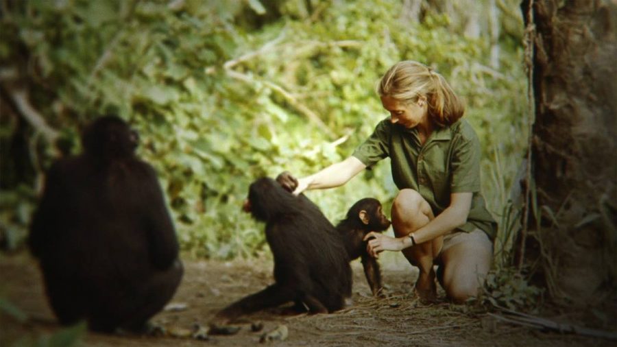 
Jane, a new documentary about Jane Goodalls 1957 expedition to Tanzania to find more information about chimpanzees and human ancestry opens in theatres on Friday Oct. 20. 
