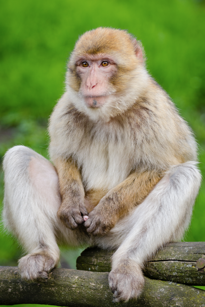 NYU Primatology’s quest to to check up on a monkey sanctuary hit by Hurricane Maria in Puerto Rico sparked a relief campaign. 