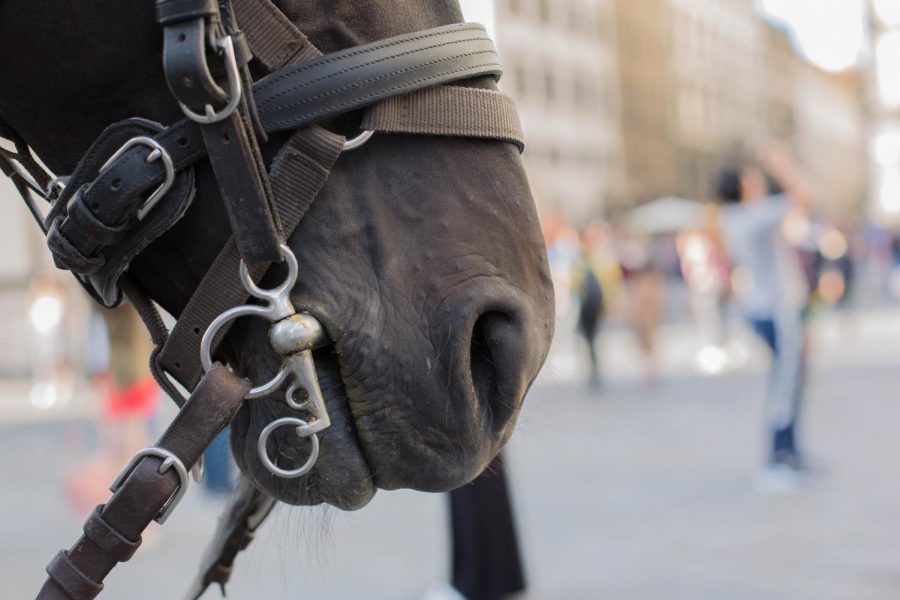 Exposure | Troubles of Tourism: Cruelty of Exploiting Horses for Carriage Rides