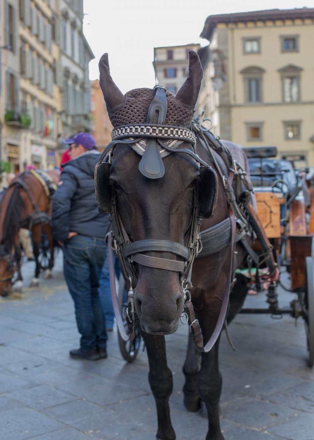 Exposure+%7C+Troubles+of+Tourism%3A+Cruelty+of+Exploiting+Horses+for+Carriage+Rides