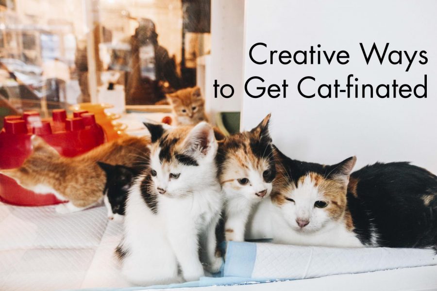 Creative Ways to Get Cat-finated