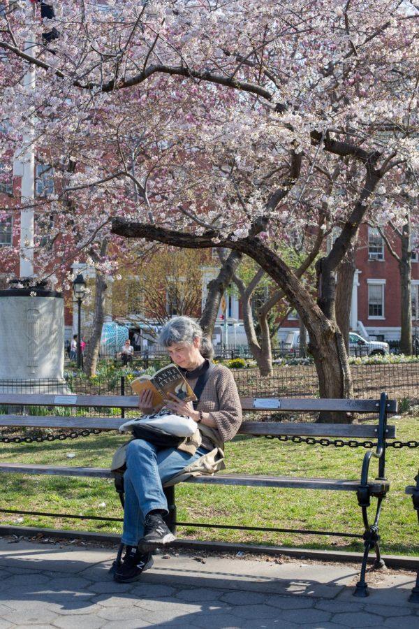 A woman reads a book under a cherry blossom tree in Washington Square Park. 