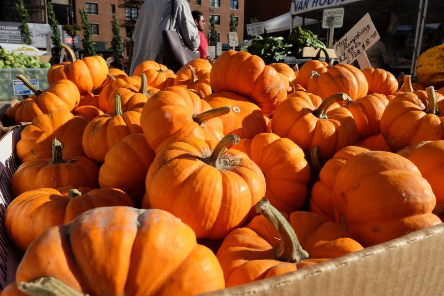 Small pumpkins displayed in Union Square Farmers Market. (Photo by 
Kai Kobori-Hotchkiss)