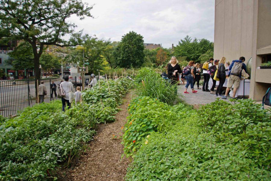 As an urban green space used for agriculture, the NYU Urban Farm Lab is an example of foodscaping at NYU. (Alana Beyer)