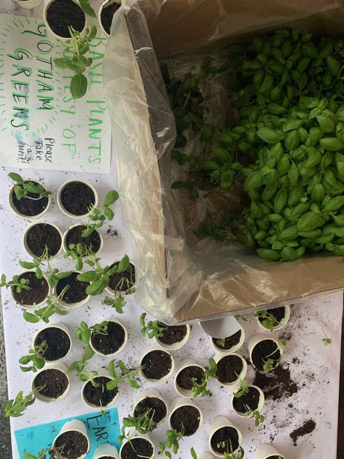 Basil+plants+given+out+at+NYUs+Earth+day+fair.+%28Emily+Mason%29