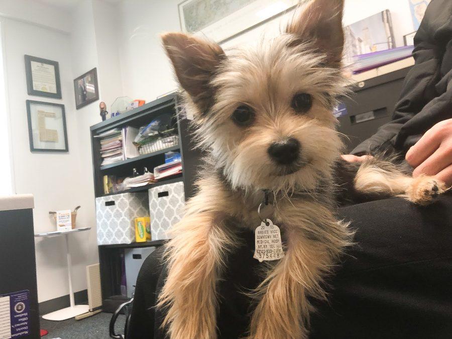 Archie, NYU Public Safety’s dog-in-training, tags along with Karen Ortman to work at her office. (Staff Photo by Kylie Kirschner)
