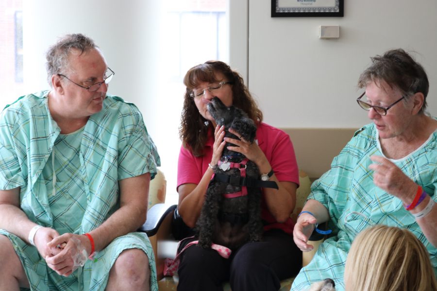Patients are introduced to Schnoodles and her handler, Angela. (Courtesy of NYU Winthrop)