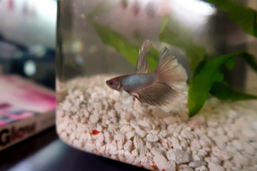 Fish are an easy-to-maintain pet for several NYU students. (Staff Photo by Chelsea Li)