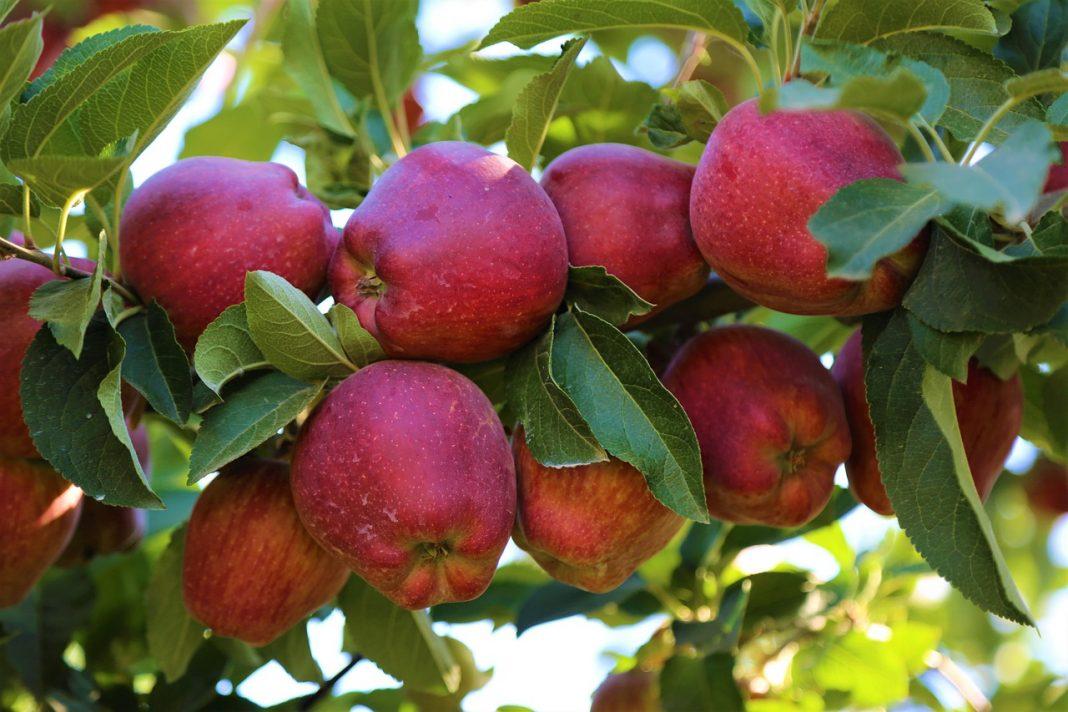 apple_pixabay