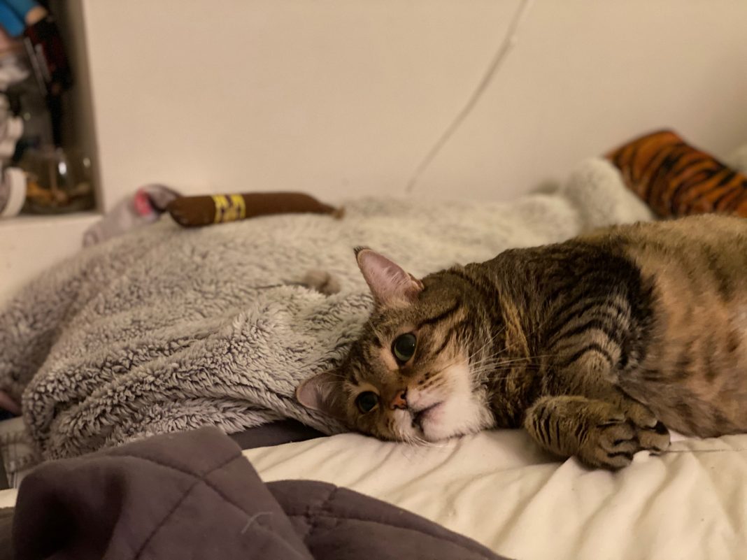 fosterpets_caseydawson