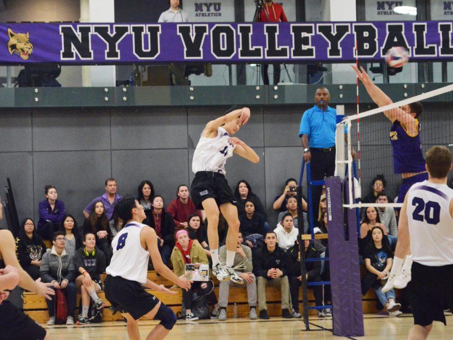 The NYU Men Volleyball team is off to a good start. They have stayed undefeated this new season. (Photo by Julia Moses)