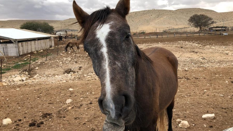 There is no actual horse in Alison Brie's "Horse Girl." Nonetheless, the Netflix series contains aesthetic and emotional competence that help create a unique hypnotic experience. (Staff photo by Abby Hofstetter)