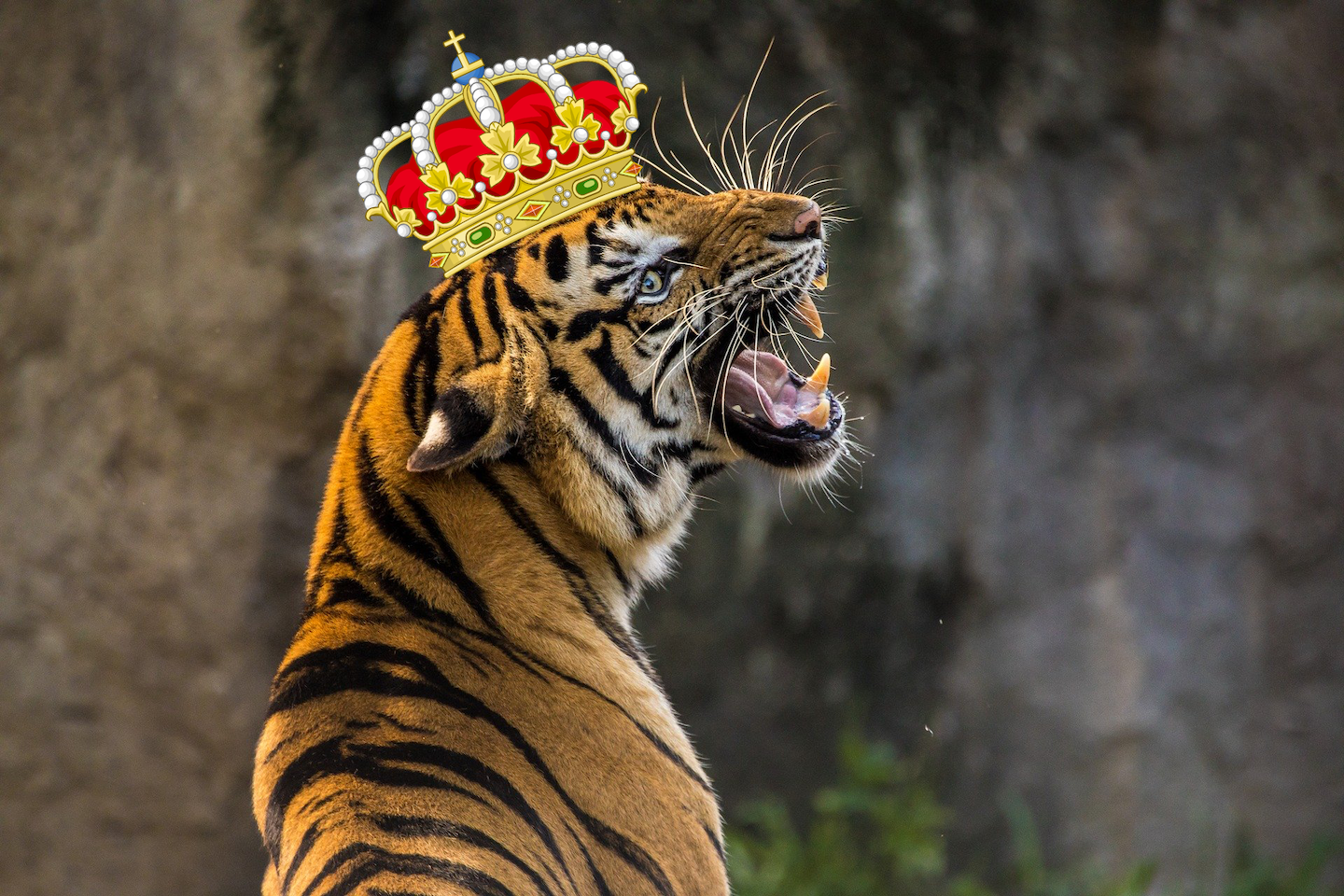 Tiger King