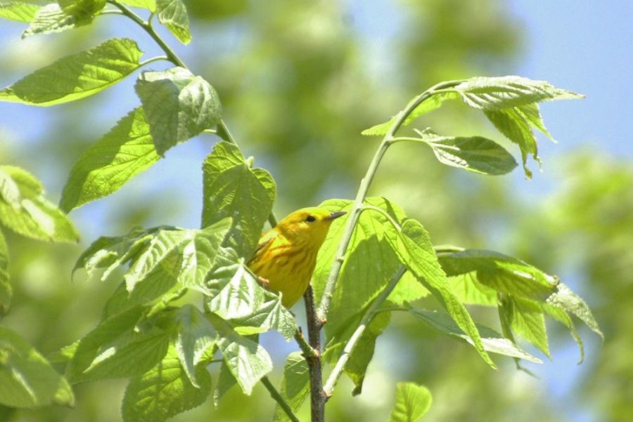 While NYC's reputation as a busy city is well-earned, there's still bits of wilderness to be found. Parks throughout the city's boroughs offer chances to explore nature. (Staff Photo by Alex Tey)