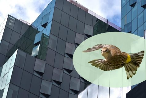 181 Mercer St., NYU’s new building, is being built with special glass windows to reduce energy usage and help prevent bird collisions. Up to 230,000 birds die every year in New York City from these collisions. (Staff Photo and Illustration by Ryan Kawahara)