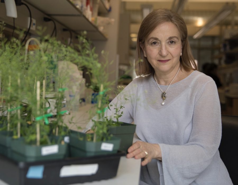 Gloria Corruzzi is a professor at the Center for Genomics and System Biology. (©Moree: Courtesy of NYU Photo Bureau)