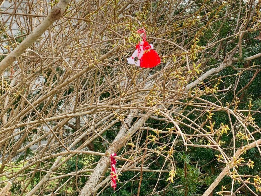 Bright red-and-white decorations hang from a tree with a very thick patch of branches. The bramble is in front of an evergreen tree.