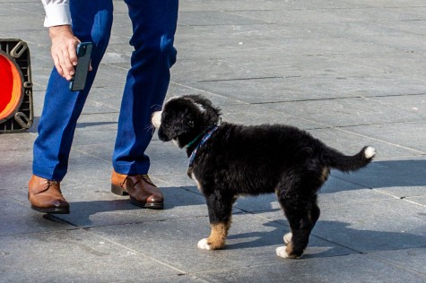 A man with blue pants and brown shoes holds a phone taking a picture of a black, brown and white dog looking at the camera while both stand on gray tiled flooring.