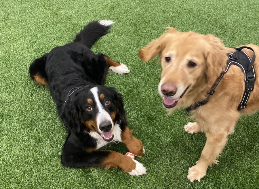 A black, brown and white-furred dog is looking at the camera laying down on green grass next to a golden retriever standing while also looking at the camera.