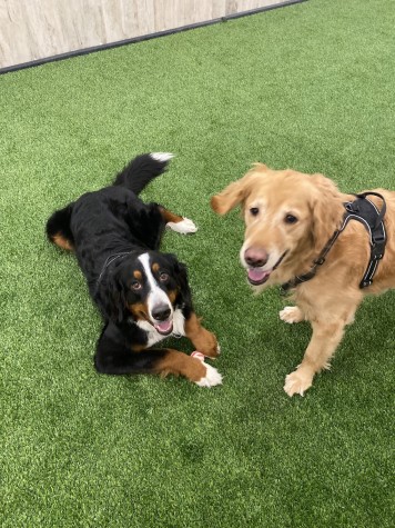 A black, brown and white-furred dog is looking at the camera laying down on green grass next to a golden retriever standing while also looking at the camera.