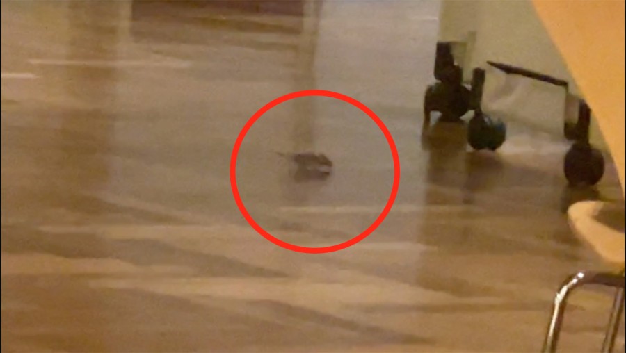 A small, dark rodent on the brown wood floors of the Palladium dining hall.