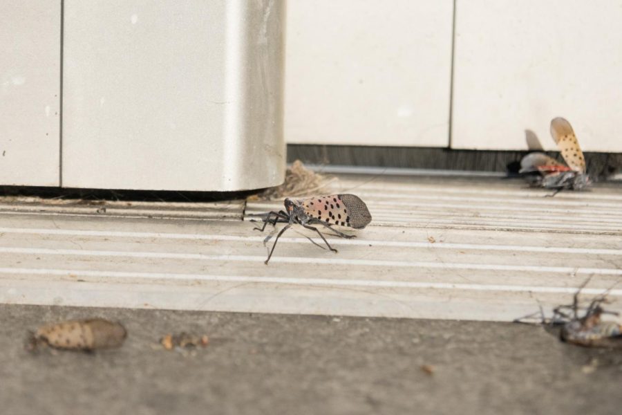 A lanternfly is seen in a door sill surrounded by other dead lanternflies.