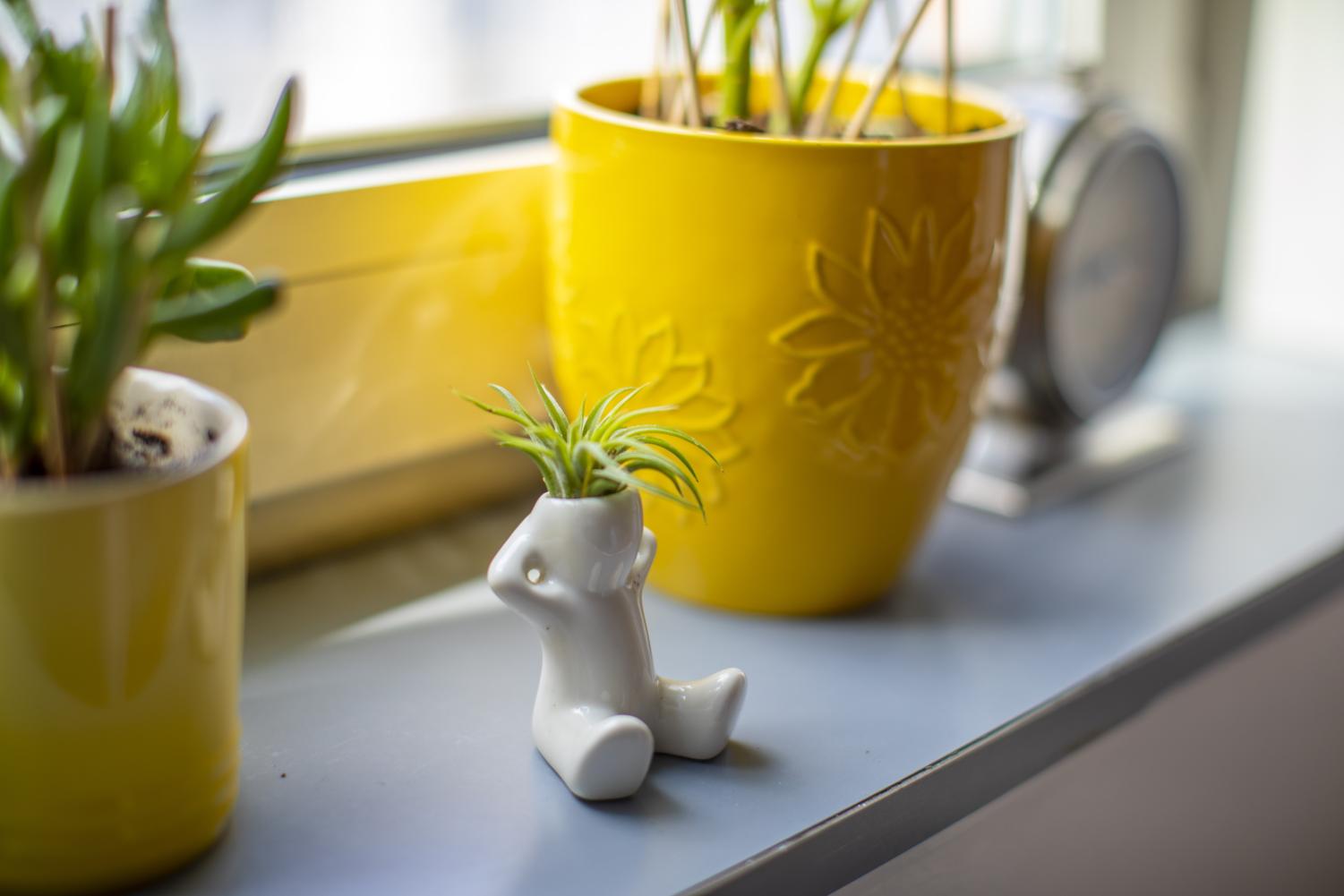 Lily Candelaria has three plants on her windowsill. A yellow plant pot is the centerpiece. A small, white, human-shaped planter holds a tiny air plant.