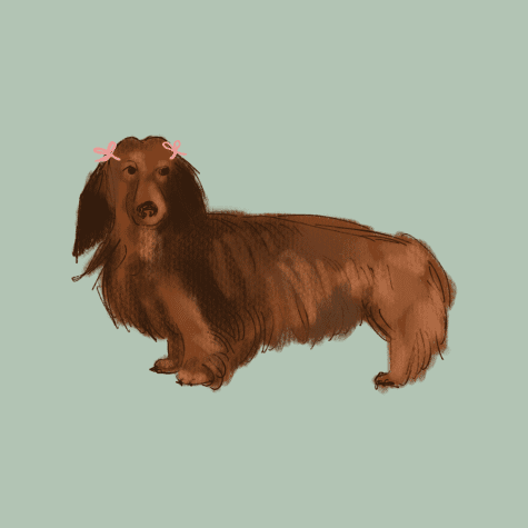Illustration of a reddish, long-haired dachshund on a light green background.
