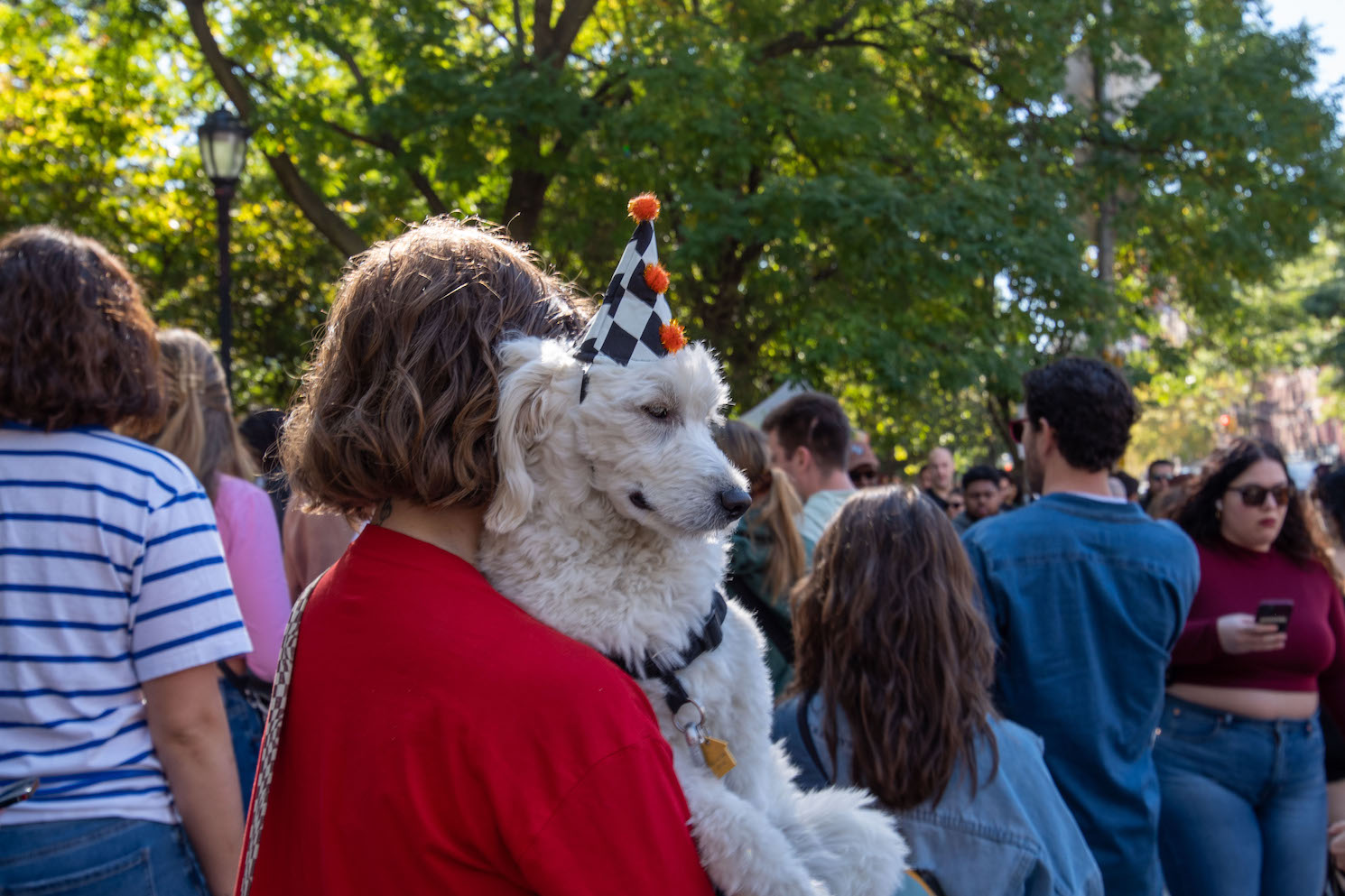 The back of a figure with short, wavy brown hair wears a red sweater while carrying a large, white dog through a crowd of people outside of Tompkins Square Park. The dog wears a harlequin party hat and a black collar.