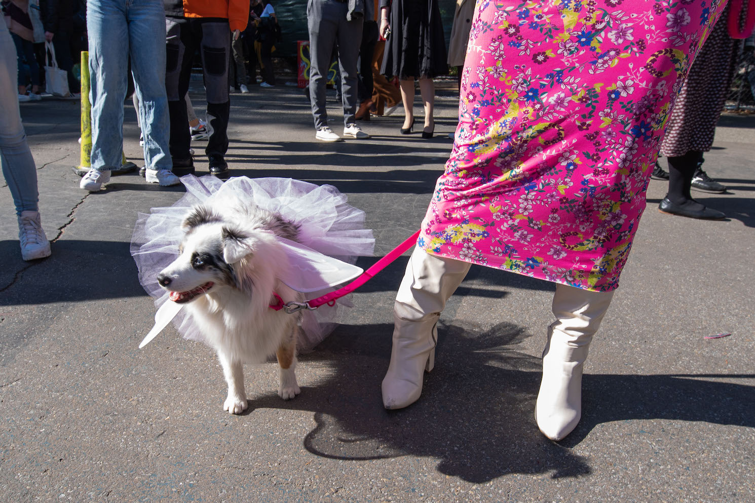 An Australian Shepherd wears a light pink tutu, light pink wings and a bright pink leash. The dog’s owner stands next to the dog, wearing white heeled boots and a long floral pink dress. A crowd of people stand in the background.