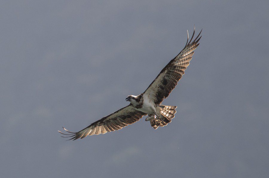 An osprey flies in the sky with both of its wings fully extended.
