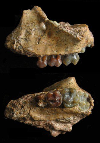 Two pieces of fossils of the upper jaw of the infant of Yuanmoupithecus against a black background.