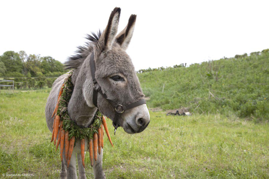 A donkey wearing a strap and a wreath of carrots around its neck stands on a grass field.
