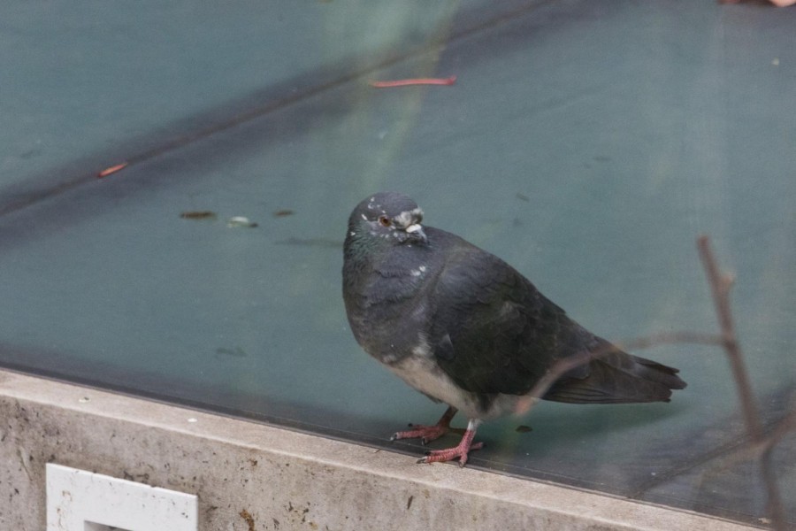 A pigeon standing on a ledge.